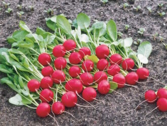 Коли саджати редис у відкритий ґрунт: точні строки та секрети раннього врожаю