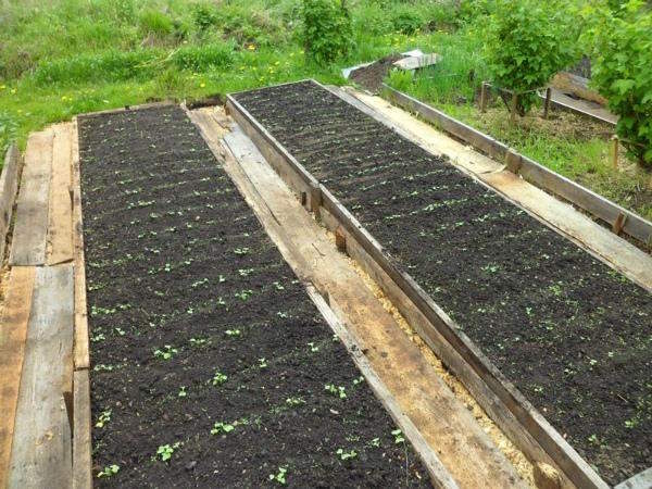 Коли сіяти редис у відкритий ґрунт