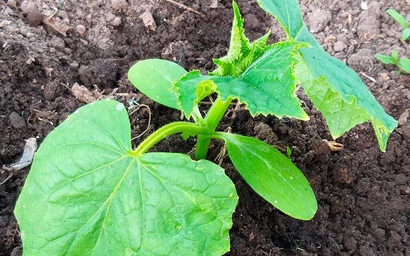 Благоприятные дни для посадки огурцов