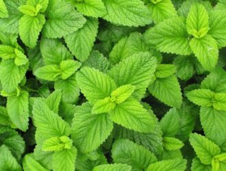 Lemon Balm Glycerite vs Cocktail Bitters: Are They Substitutes?