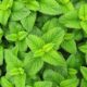 Lemon Balm Glycerite vs Cocktail Bitters: Are They Substitutes?